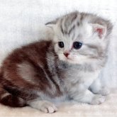 マンチカン(長足)