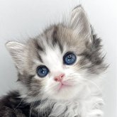 マンチカン(長足)