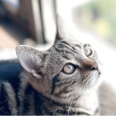 アメリカンショートヘア