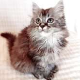 マンチカン(長足)