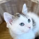 ミヌエット(短足)