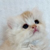 ミヌエット(長足)