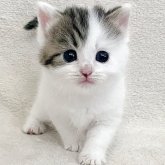 ミヌエット(長足)