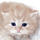 マンチカン(長足)