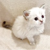 マンチカン