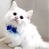 マンチカン(短足)