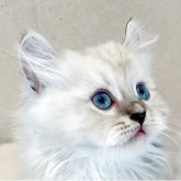 ミヌエット(長足)