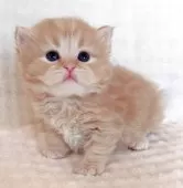 マンチカン(長足)【福島県・男の子・2025年11月18日・レッドマッカレルタビー】の写真3