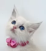 ラグドール【福島県・女の子・2025年8月8日・ブルーリンクスポイントバイカラー】の写真2