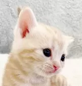 アメリカンショートヘア【福島県・男の子・2025年3月30日・レッドタビー】の写真4