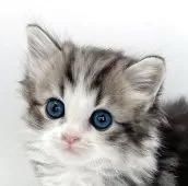 マンチカン(長足)【福島県・男の子・2025年10月11日・ブラウンタビー&ホワイト】の写真2