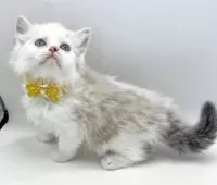 マンチカン(長足)【福島県・男の子・2025年10月11日・シールリンクスポイントバイカラー】の写真5