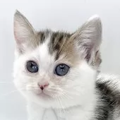 ミヌエット(短足)【福島県・男の子・2025年9月8日・ブラウンタビー&ホワイト】の写真3