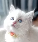 ラグドール【福島県・女の子・2025年8月8日・ブルーリンクスポイントバイカラー】の写真12