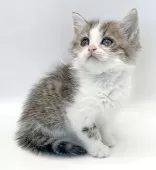 ミヌエット(長足)【福島県・男の子・2025年9月6日・ブラウンタビー&ホワイト】の写真8