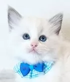 ラグドール【福島県・男の子・2025年1月29日・ブルーポイントバイカラー】の写真9