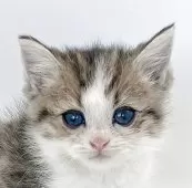 ミヌエット(長足)【福島県・男の子・2025年9月6日・ブラウンタビー&ホワイト】の写真5