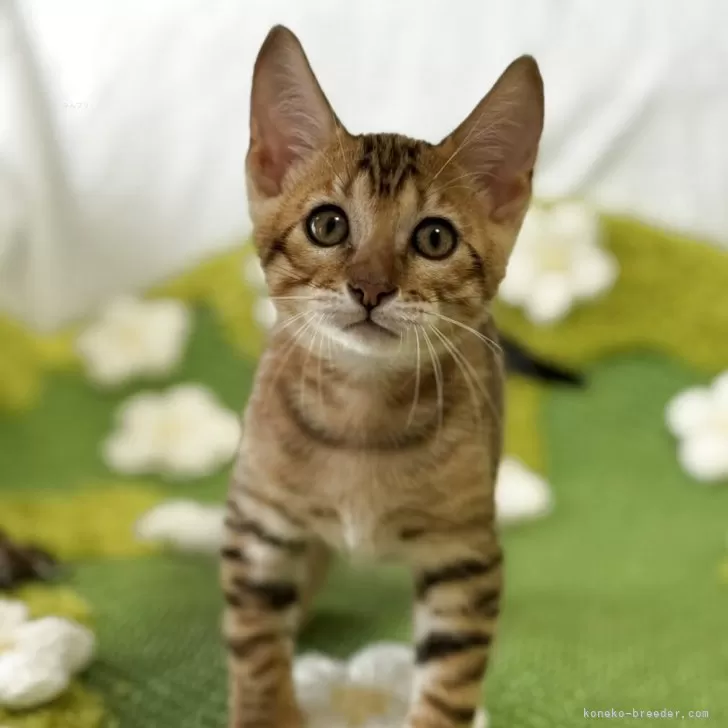 トイガー【愛知県・女の子・2025年6月25日・ブラウンマッカレルタビー】の写真1