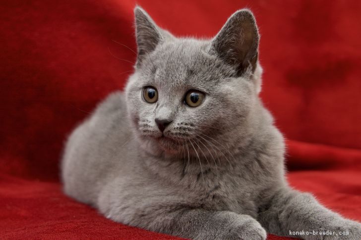 ✨タイミングによって多種多様の仔猫が複数います💕どの子も見学出来ます✨｜北川　とも子(きたがわ　ともこ)ブリーダー(静岡県・スコティッシュフォールドなど・ICC登録)の紹介写真1