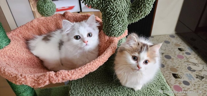 北川とも子ブリーダーのブログ：兄弟お迎え💕