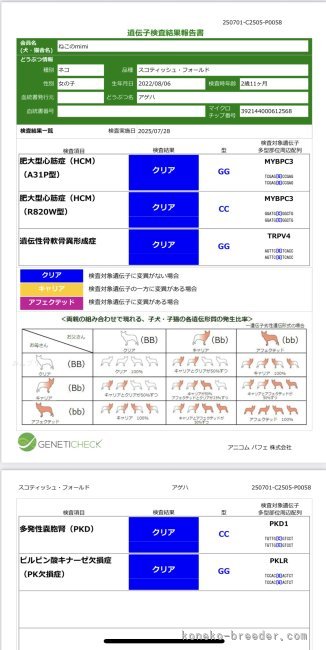 北川とも子ブリーダーのブログ：スコティッシュフォールド遺伝性骨軟骨異形成が無い！最強スコティッシュ