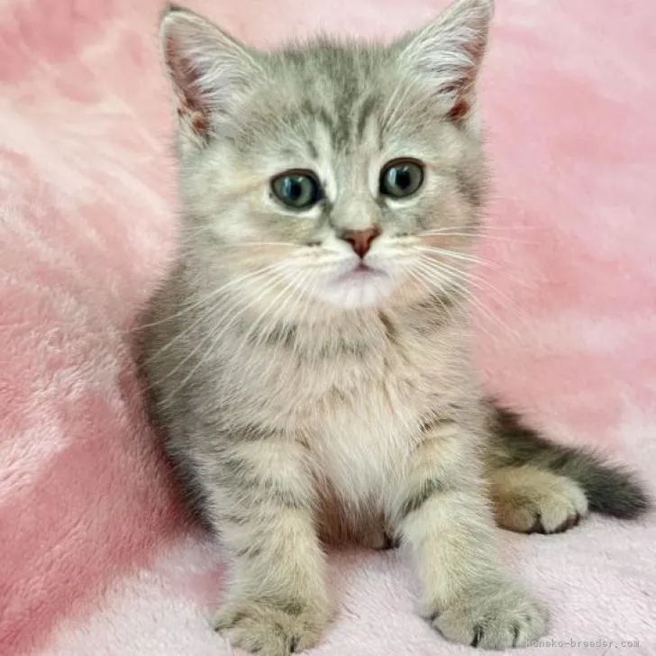 M.Ｙ 様のお迎えした子猫