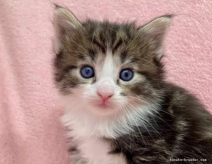 レンちゃちゃ 様のお迎えした子猫