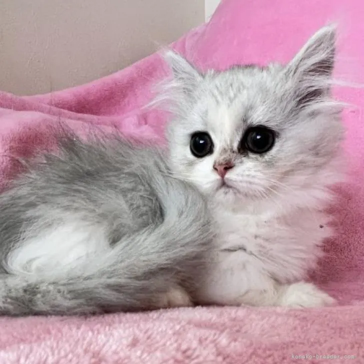 ID:2211-02176の子猫