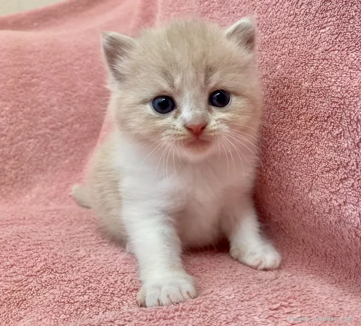 ID:2112-01191の子猫