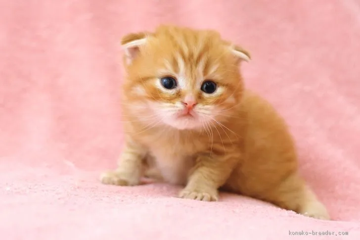 ID：2101-01666の子猫