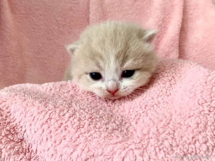 みなと 様のお迎えした子猫