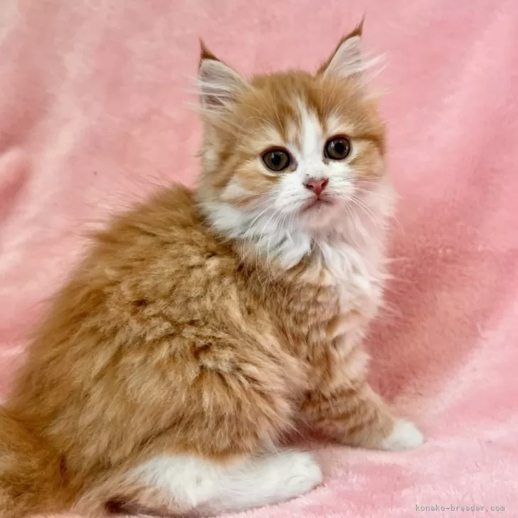 ID:2409-03133の子猫