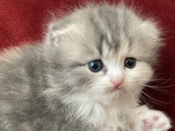 ID：2011-00931の子猫