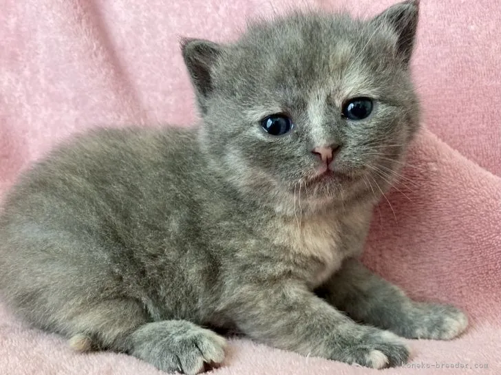 ID：2107-02450の子猫