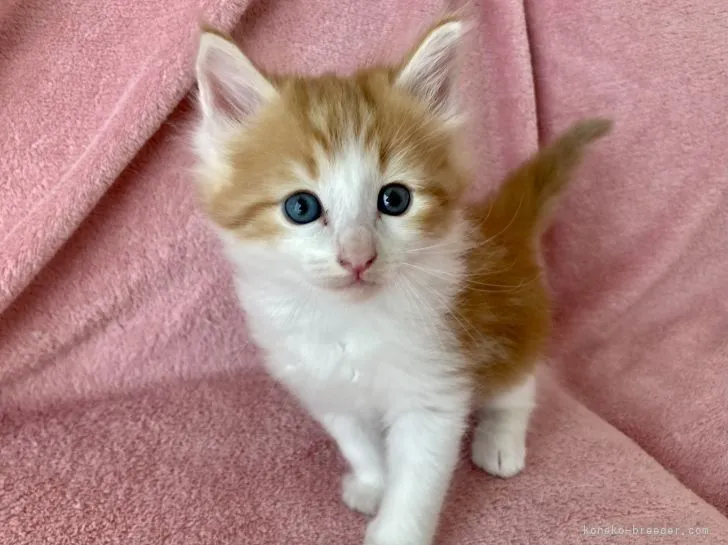ID:2109-00890の子猫