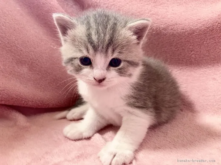 ID:2108-00104の子猫