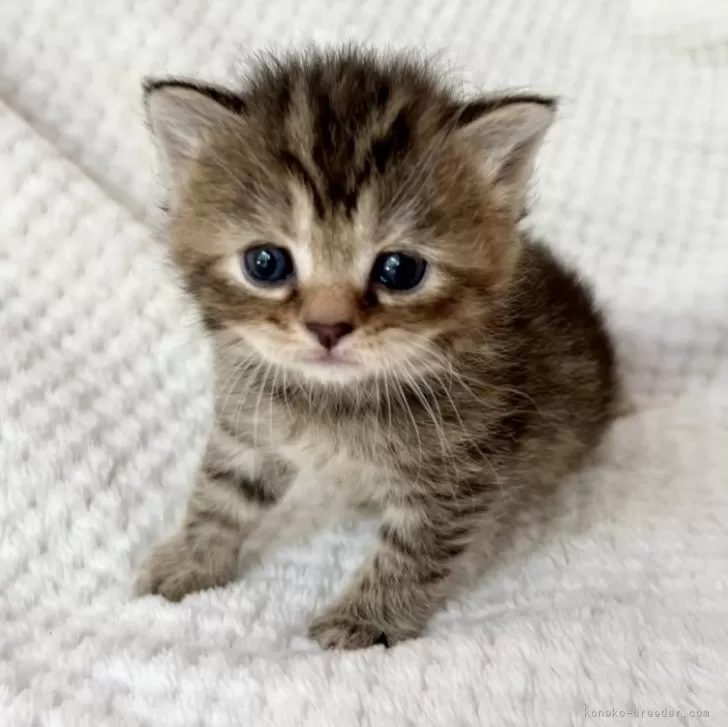 K.K 様のお迎えした子猫