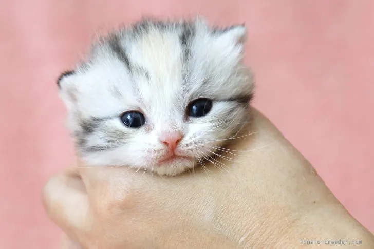 ID：2101-01754の子猫