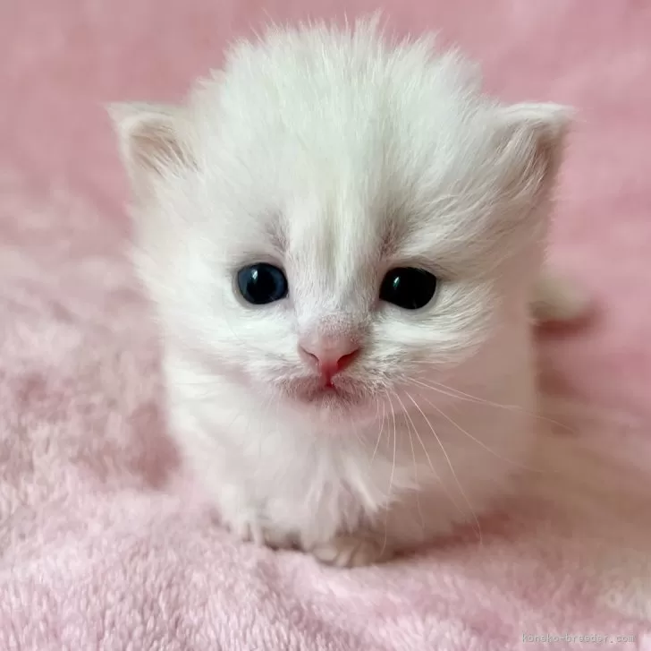 ID：2401-02220の子猫