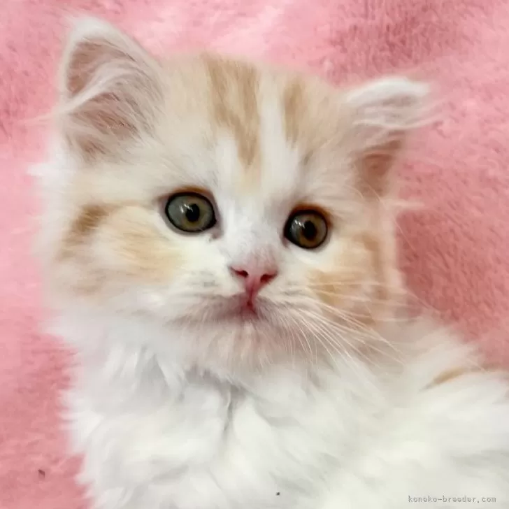 ID:2411-02426の子猫
