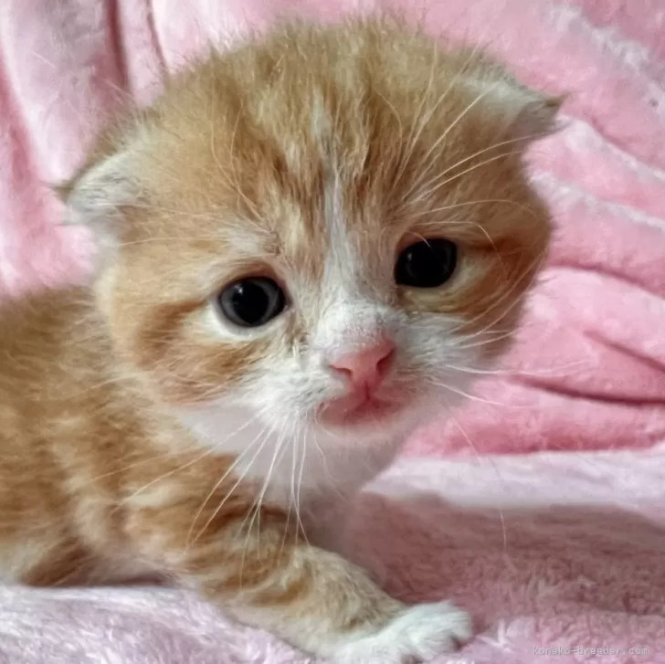 ID：2409-03016の子猫