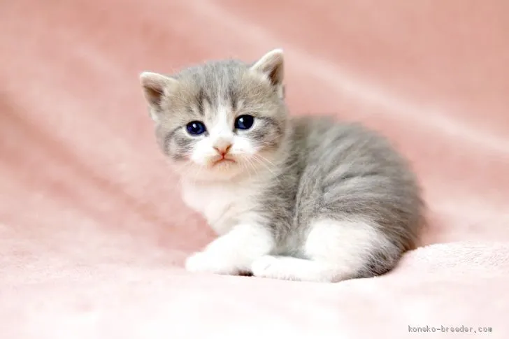 ID:2102-00378の子猫