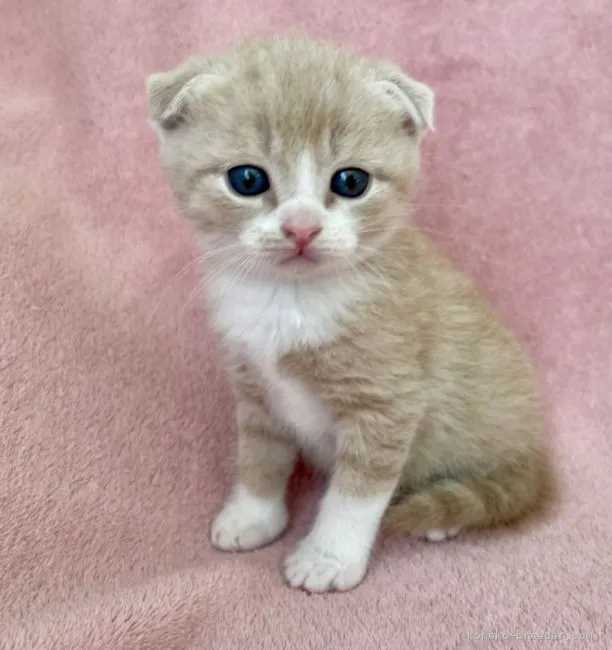 七海 様のお迎えした子猫