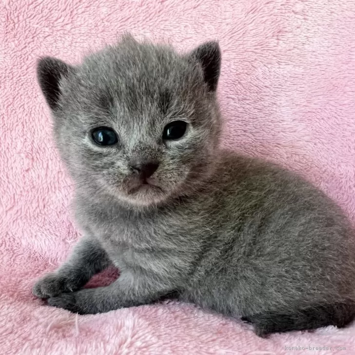 ID:2404-01918の子猫