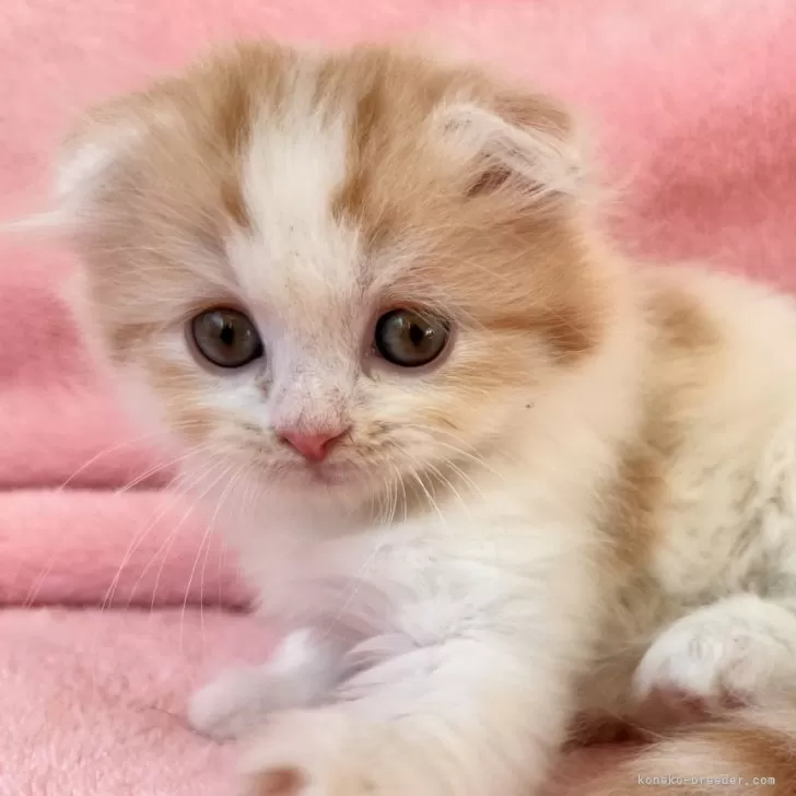 ID:2411-01286の子猫