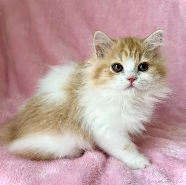 ID：2406-01651の子猫