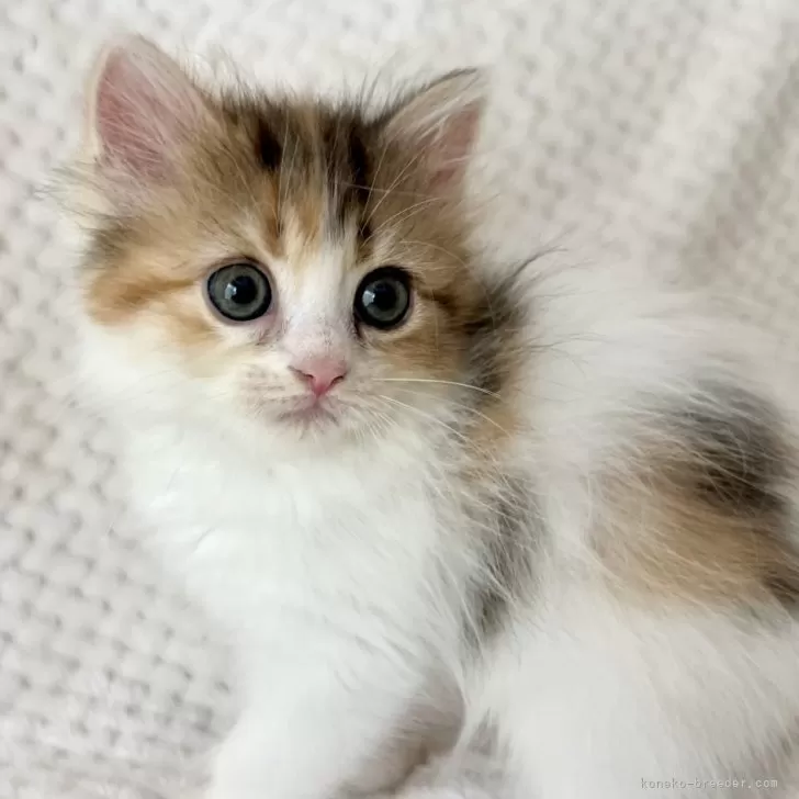 ID:2405-01724の子猫