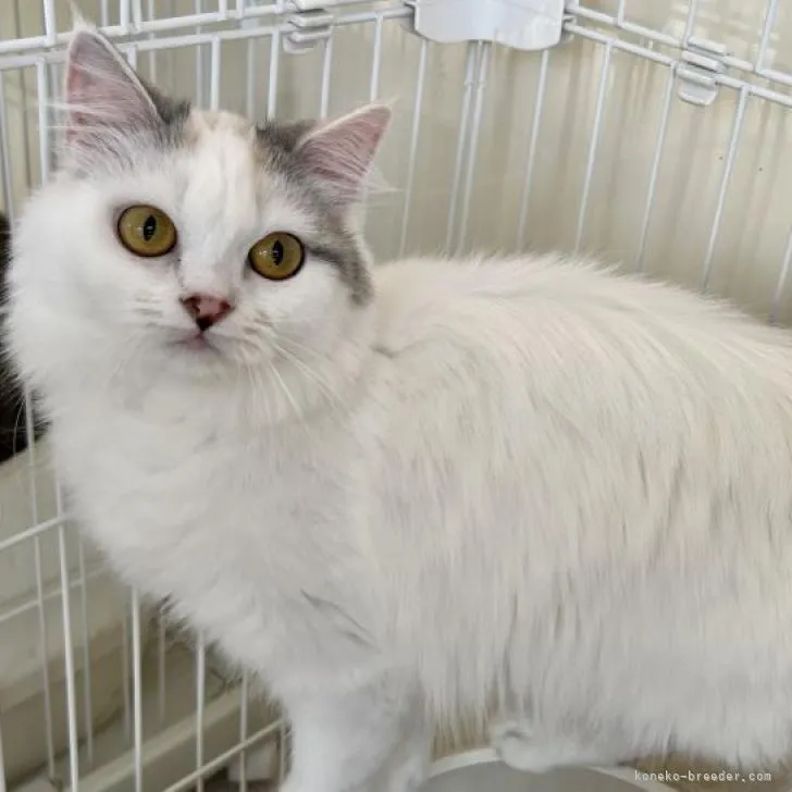 ID：2303-00821の子猫
