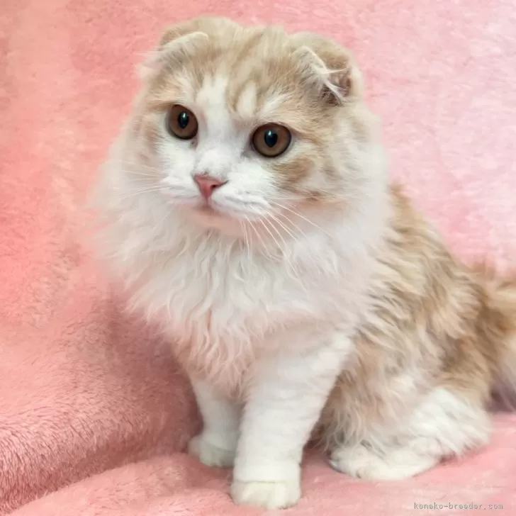 ID:2410-02988の子猫