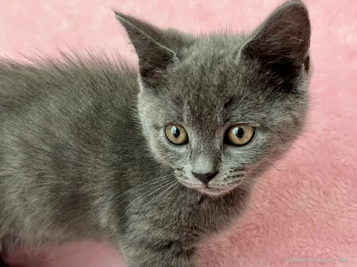 ID:2204-02963の子猫